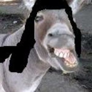 Meet your Posher, Bella